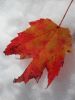Filename=12~0.jpg
Filesize=38KB
Dimensions=450x600
Date added=Nov 15, 2011 12~0.jpg