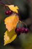Filename=15~0.jpg
Filesize=599KB
Dimensions=800x1200
Date added=Nov 15, 2011 15~0.jpg