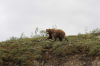 Grizzly_bear_image44.png