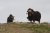 Muskox_IMG_8043.png