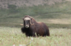 Muskox_image45.png