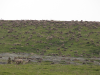 caribou_land_coverage_IMG_4402_copy.png