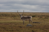 caribou_tundra_image.png